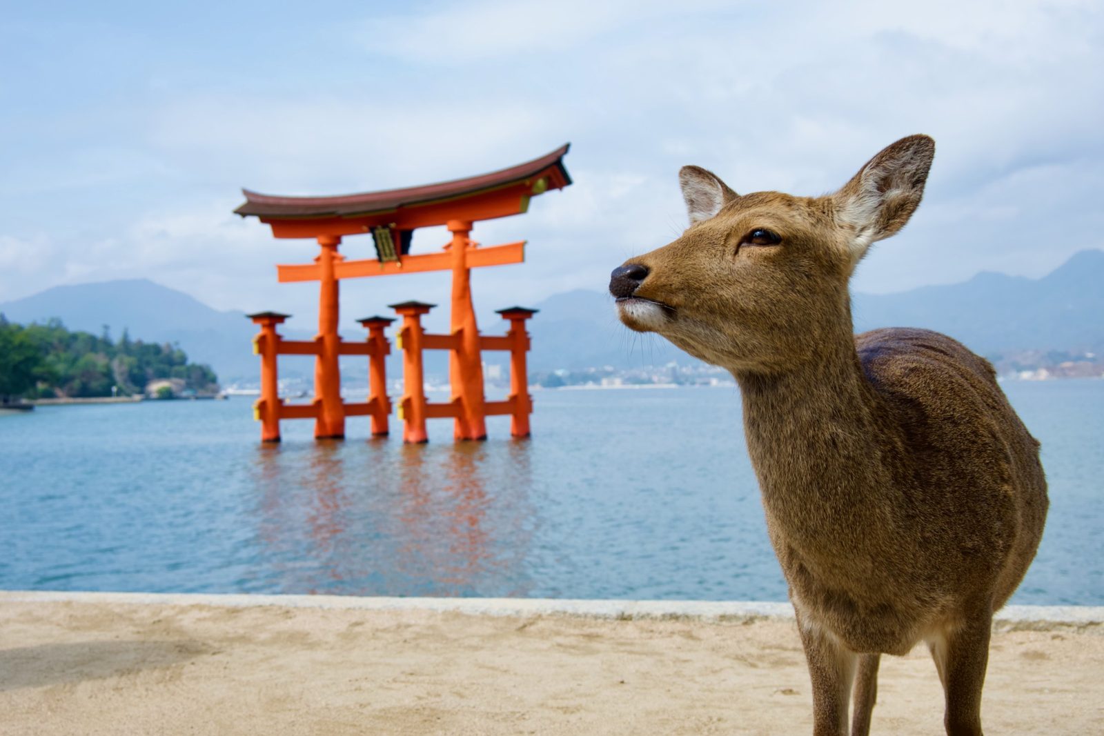 A deer in front of the floating torii gate at Miyajima, Japan